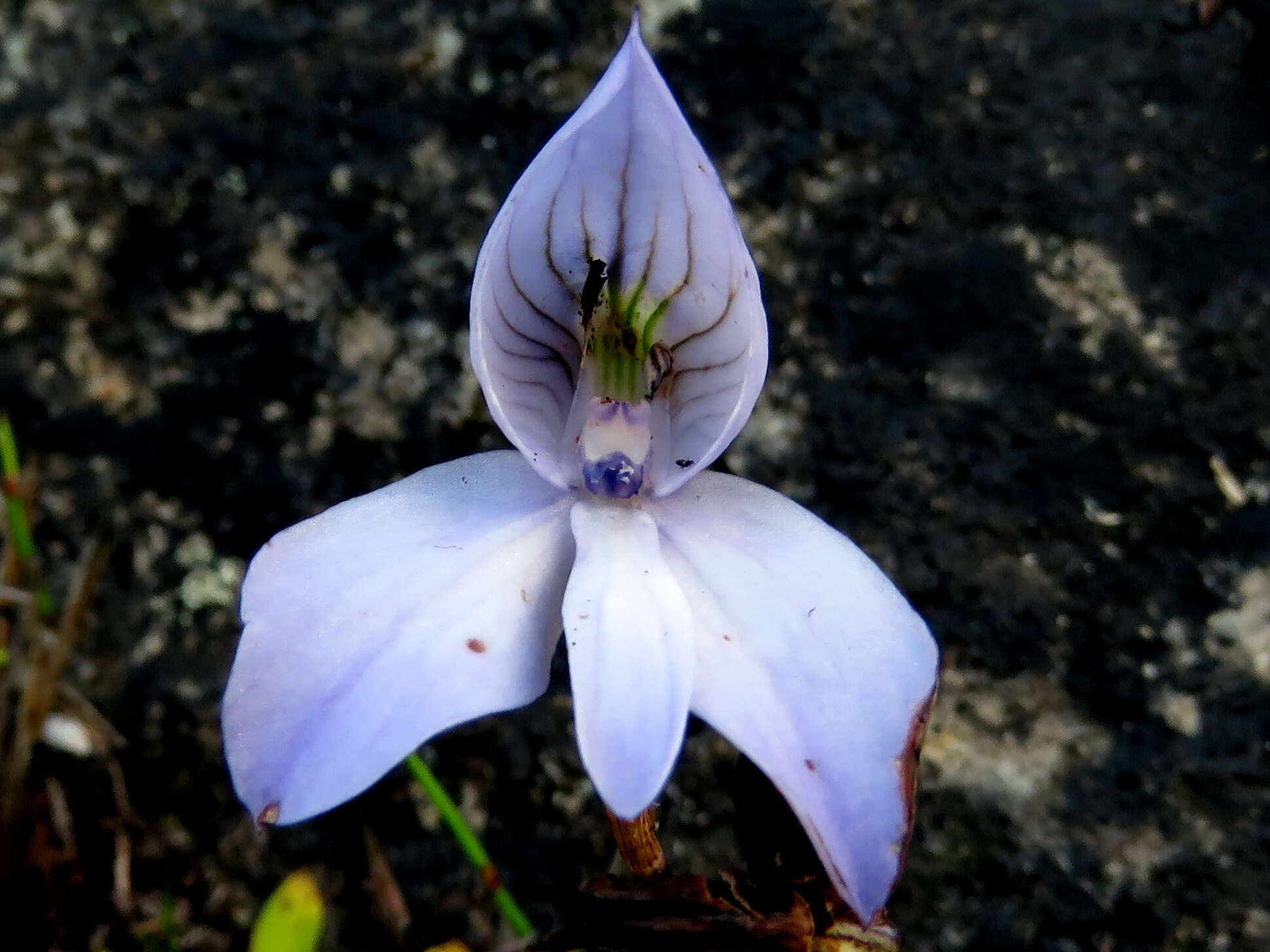 Image of Disa maculata L. fil.