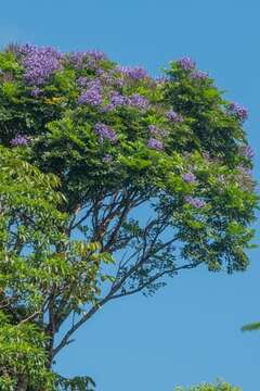 Image of Jacaranda copaia (Aubl.) D. Don