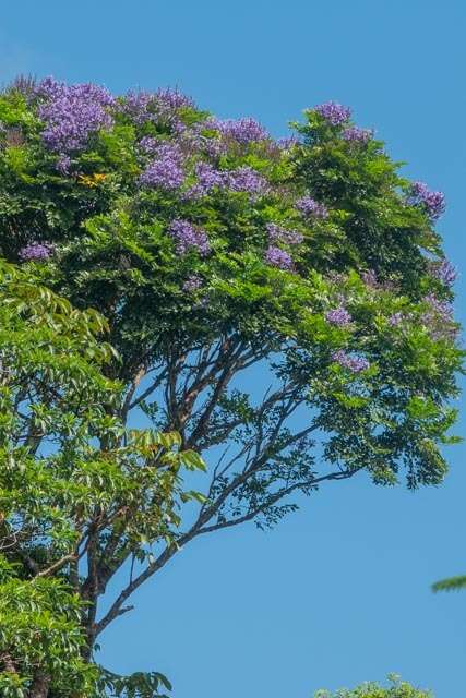 صورة Jacaranda copaia (Aubl.) D. Don