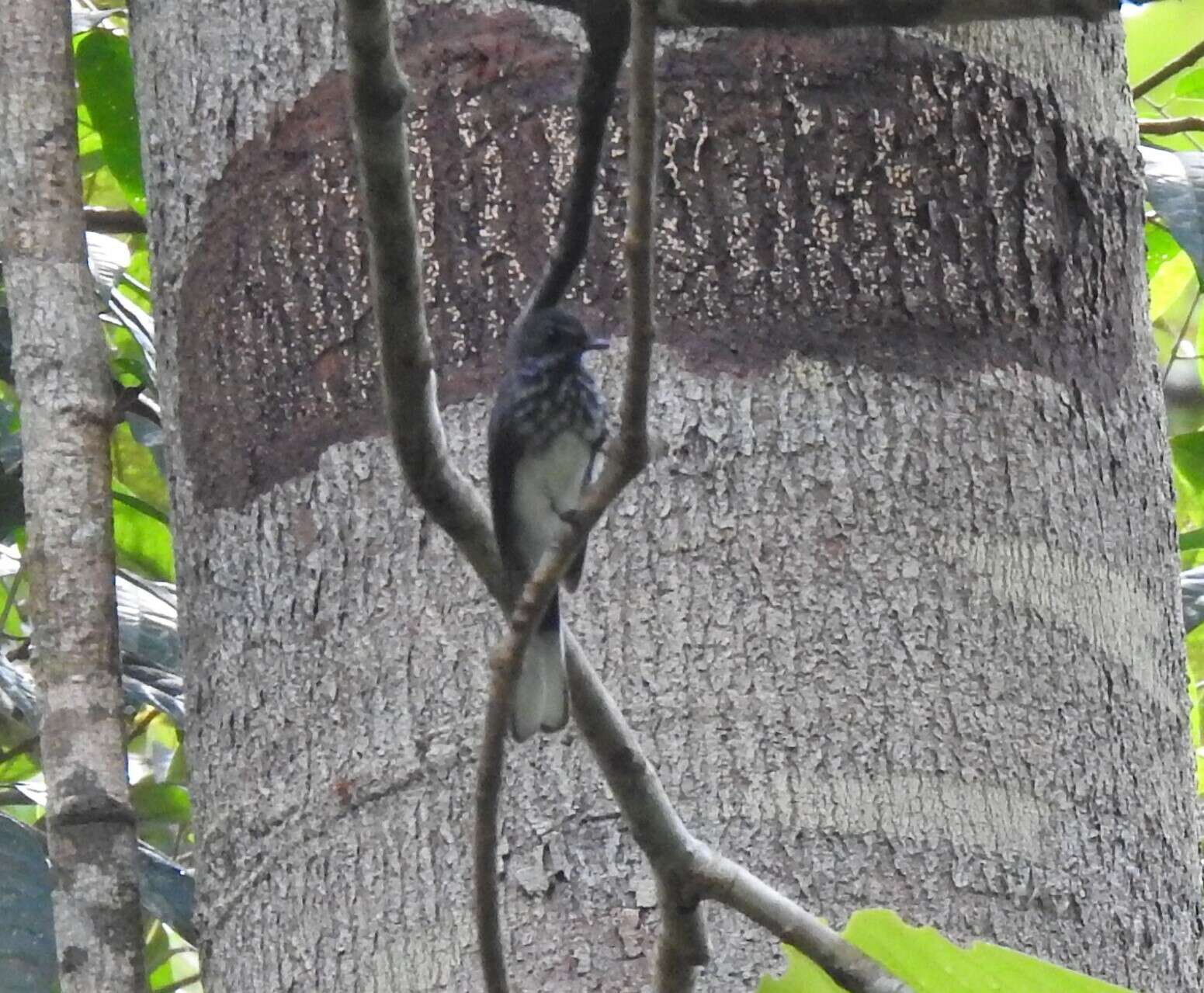 Image of Spotted Fantail