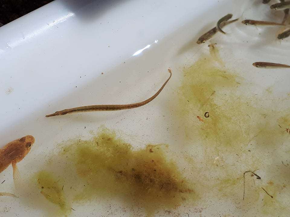 短吻海龍的图像