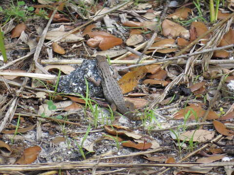 صورة Leiocephalus carinatus armouri Barbour & Shreve 1935