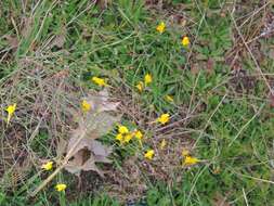 Image of ballast toadflax