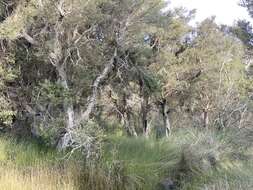 Image of Melaleuca cuticularis Labill.