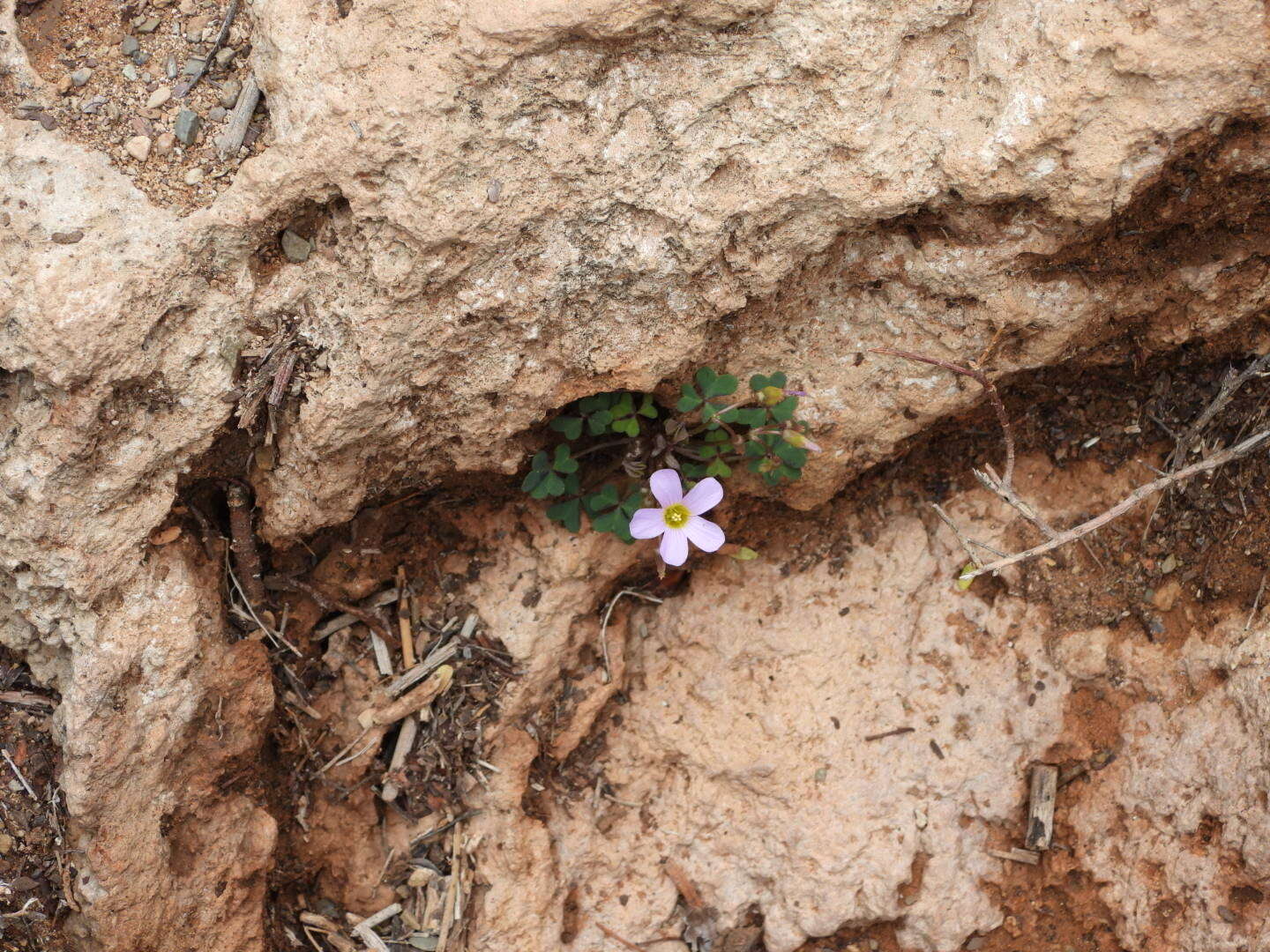 صورة Oxalis purpurascens Salter