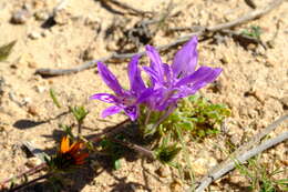 Image de Babiana pubescens (Lam.) G. J. Lewis