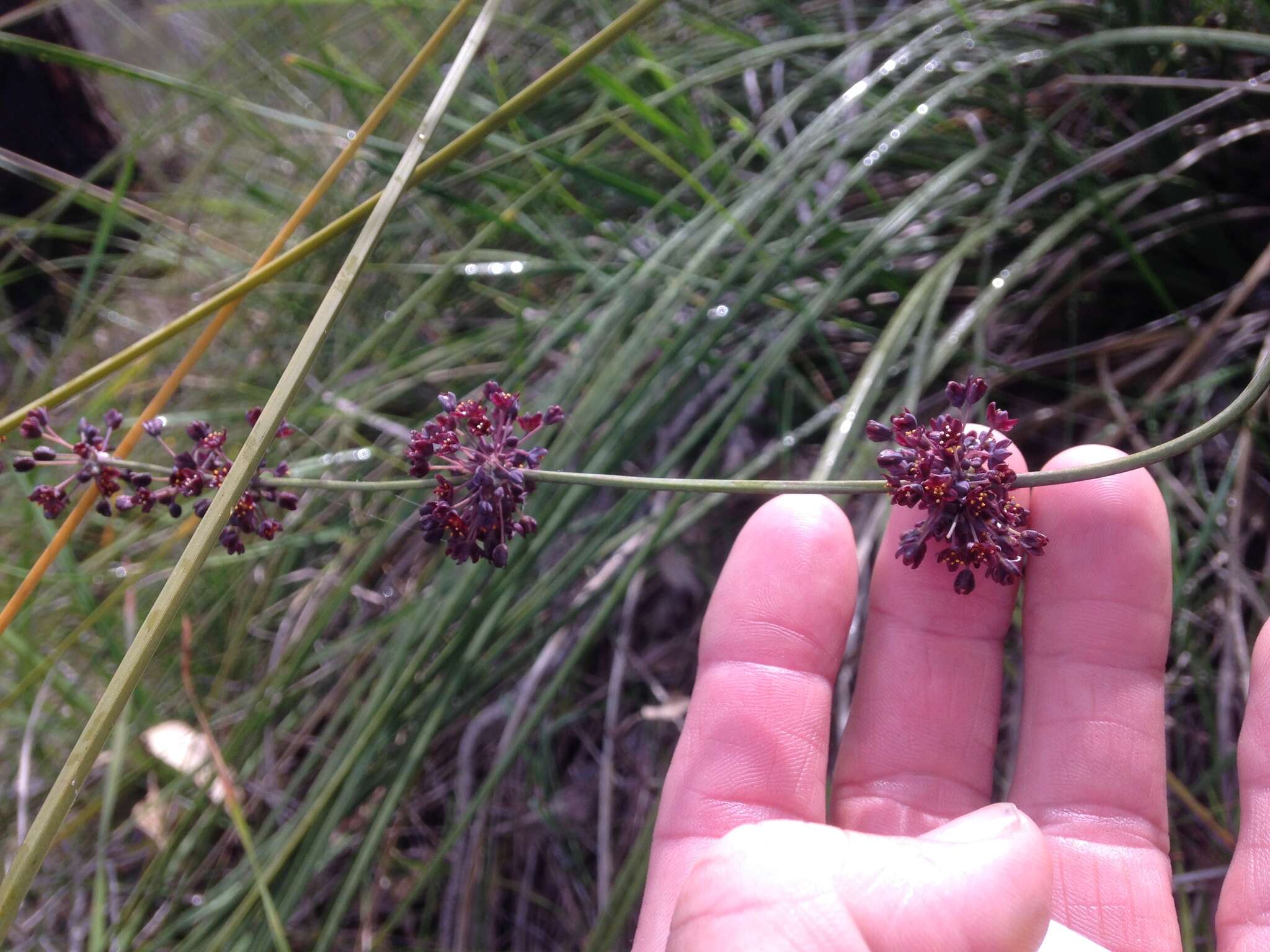 Image de Lomandra purpurea (Endl.) Ewart