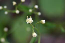 Image of Archibaccharis serratifolia (Kunth) Blake