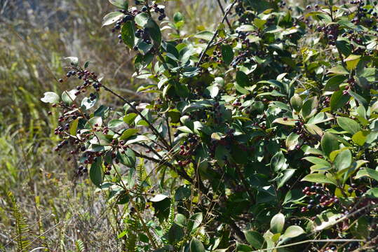 Image of Vaccinium dunalianum Wight