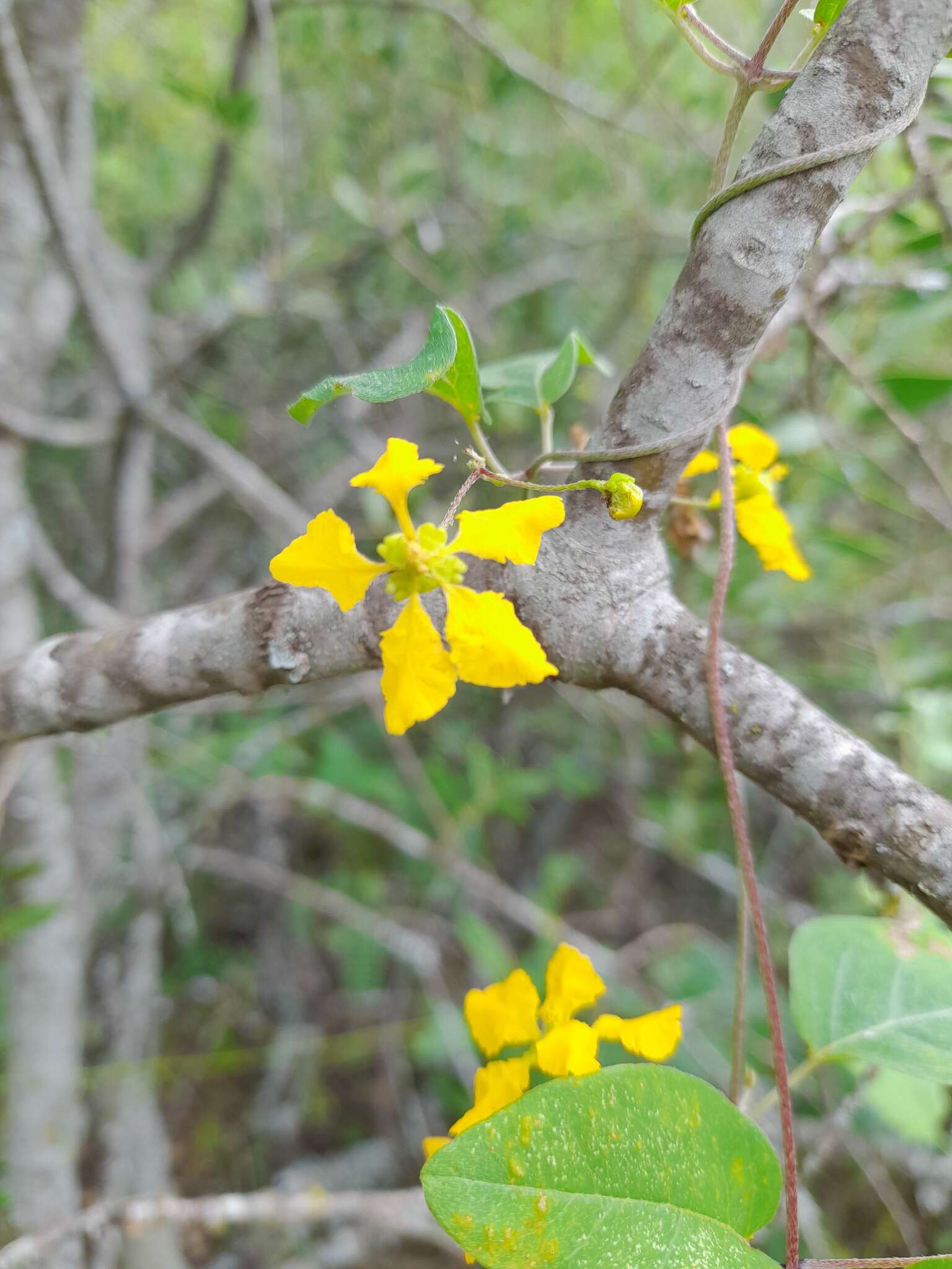 Image of Aspicarpa sericea Griseb.