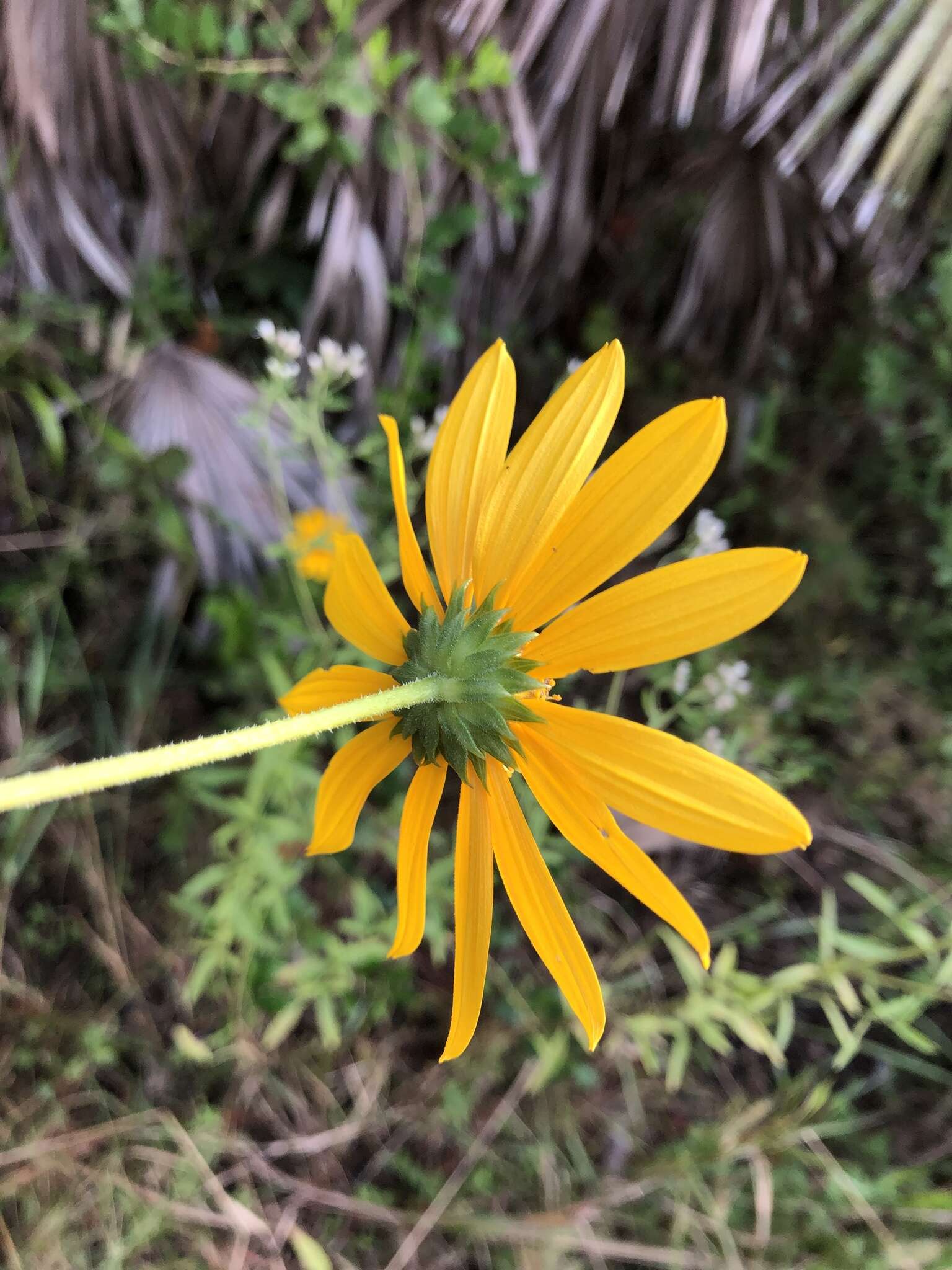 Sivun Helianthus simulans E. E. Watson kuva