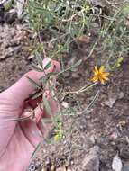 Tagetes lemmonii A. Gray resmi