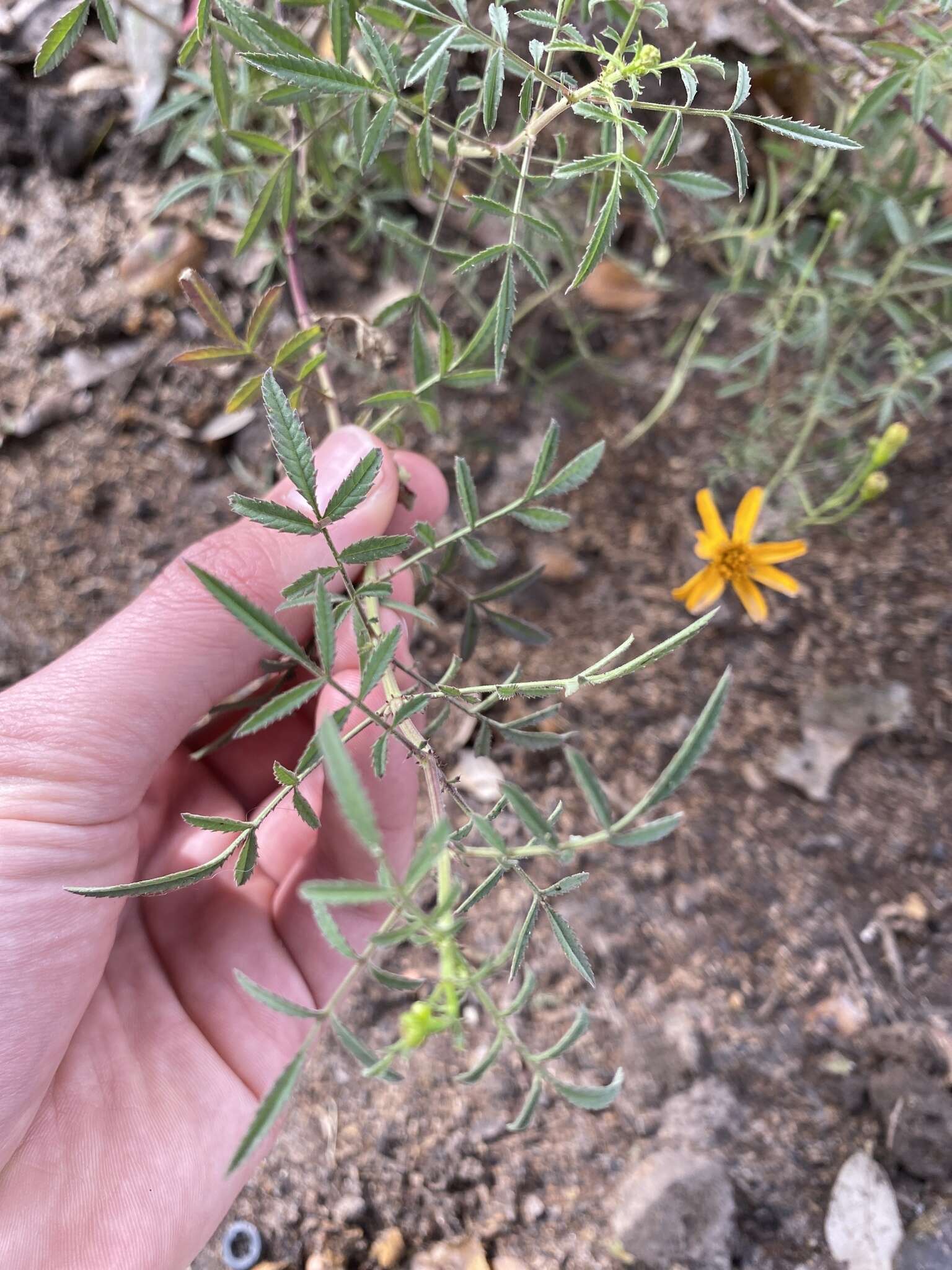 Image of Lemmon's marigold