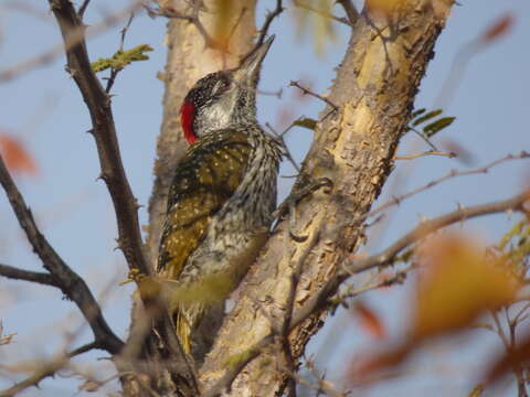 Image of Golden-tailed Woodpecker