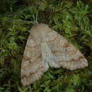 Imagem de Orthosia aoyamensis Matsumura 1926