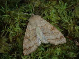 Слика од Orthosia aoyamensis Matsumura 1926