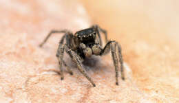 صورة Habronattus borealis (Banks 1895)