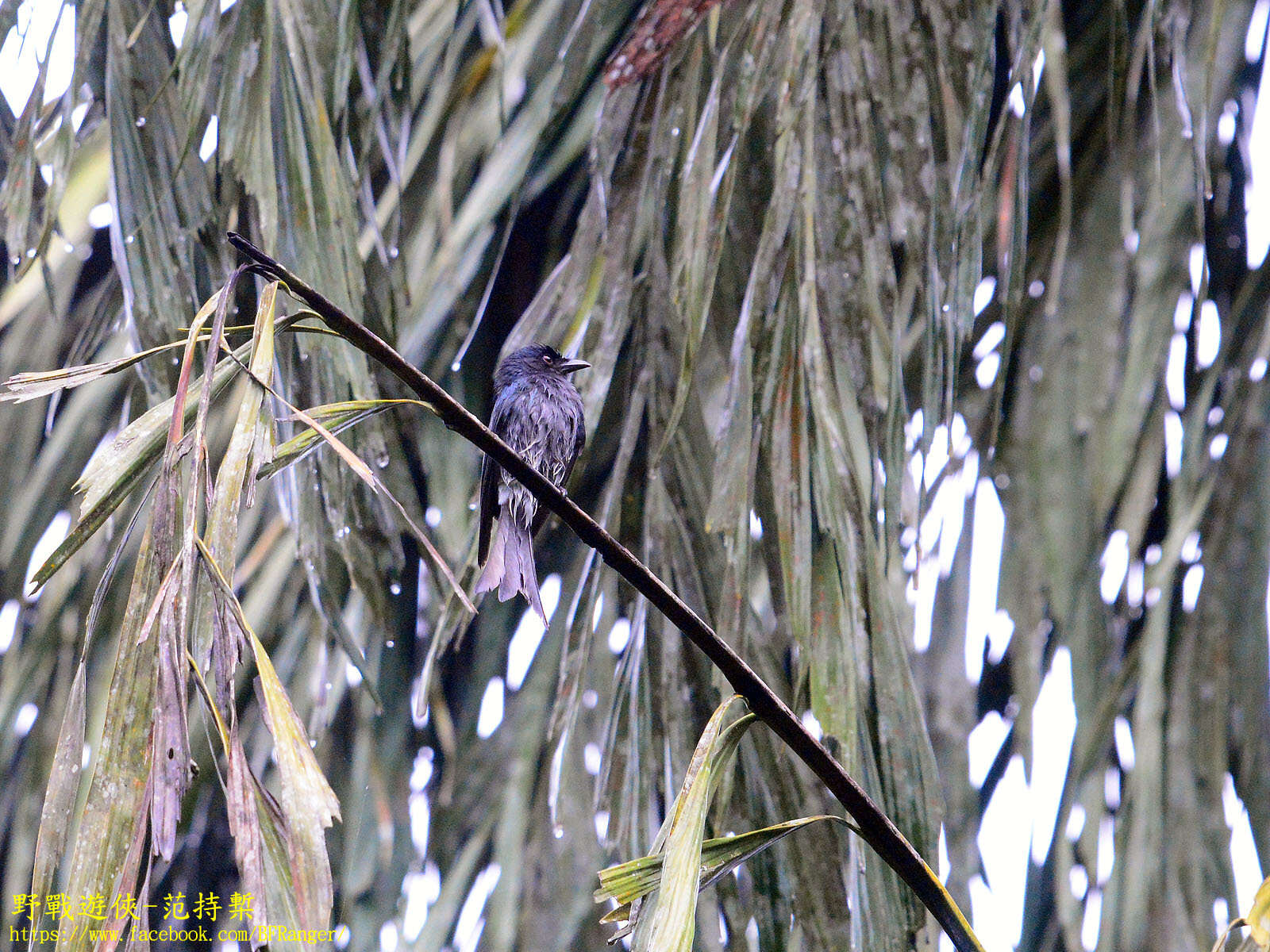 Image de Drongo à ventre blanc