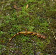 Image of Southern Two-lined Salamander