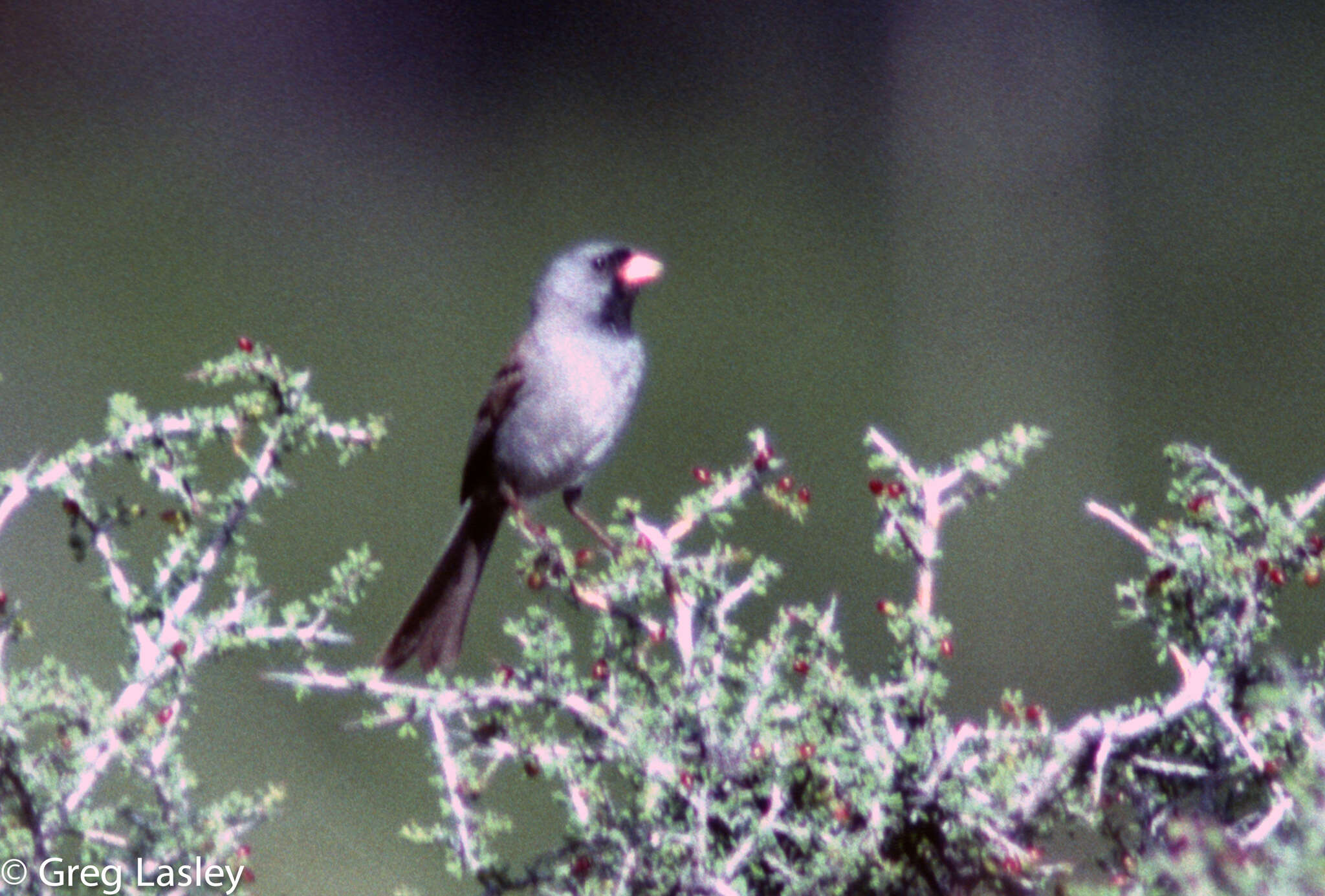 Image of Black-chinned Sparrow