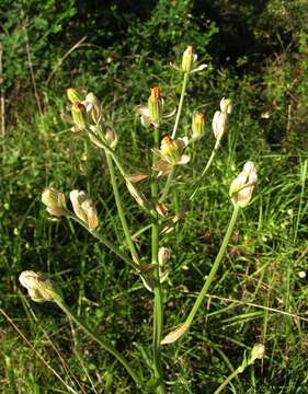 Crepis vesicaria subsp. vesicaria resmi