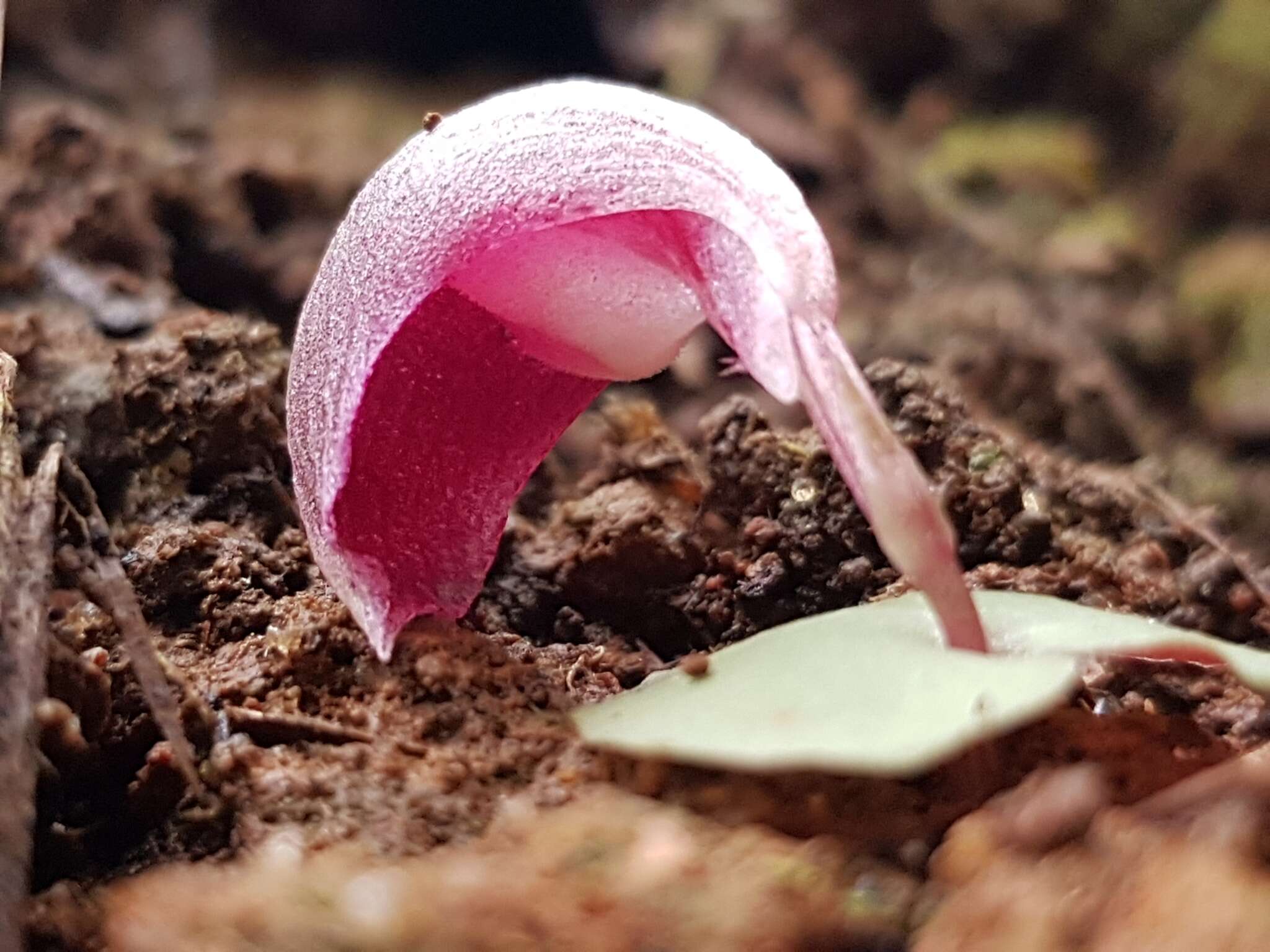 Image de Corybas aconitiflorus Salisb.