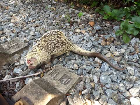 Image of Brazilian Porcupine