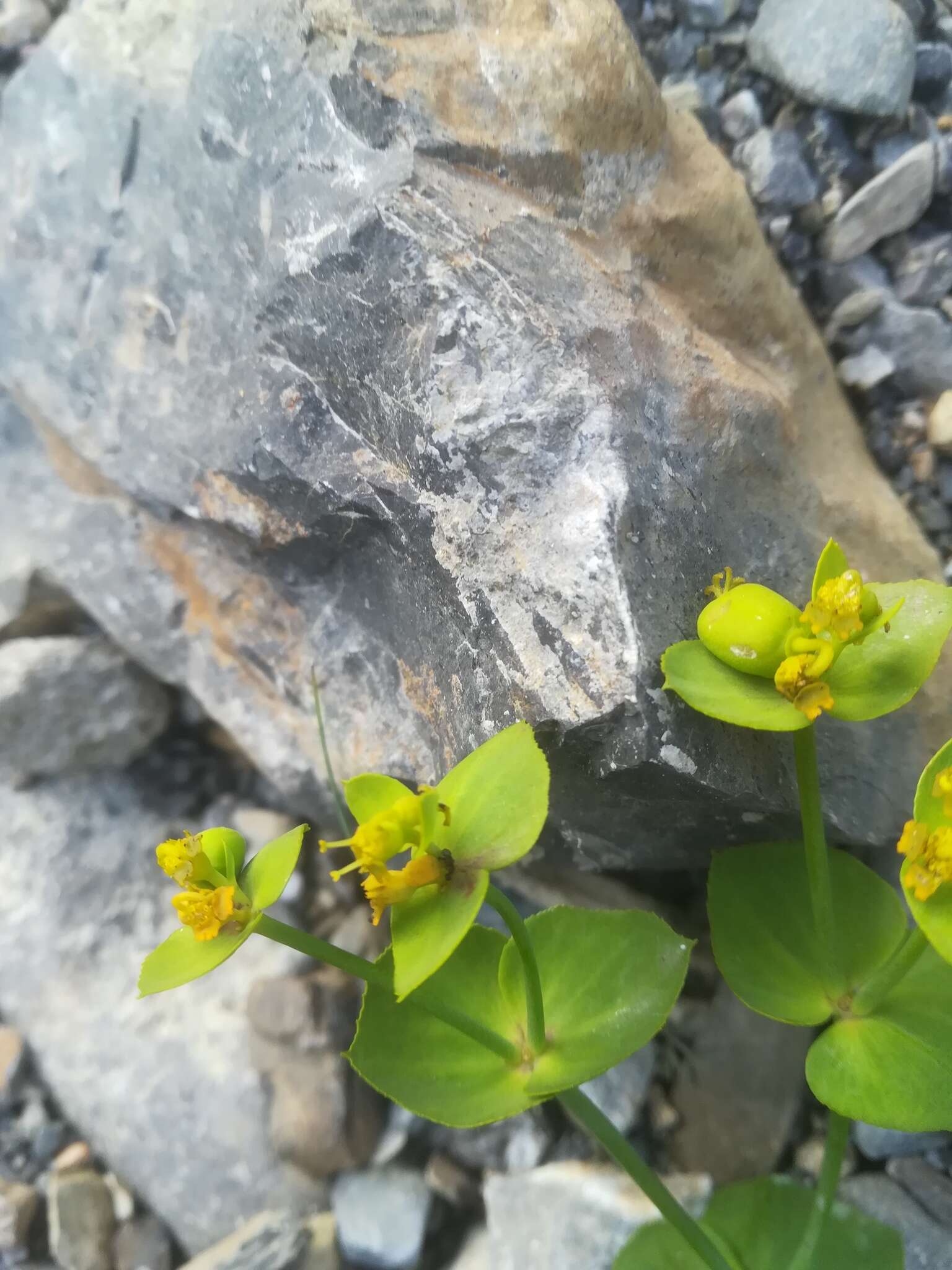 Image of serrate spurge