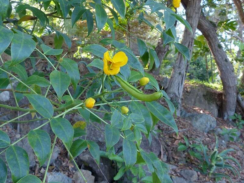 Plancia ëd Senna floribunda (Cav.) H. S. Irwin & Barneby