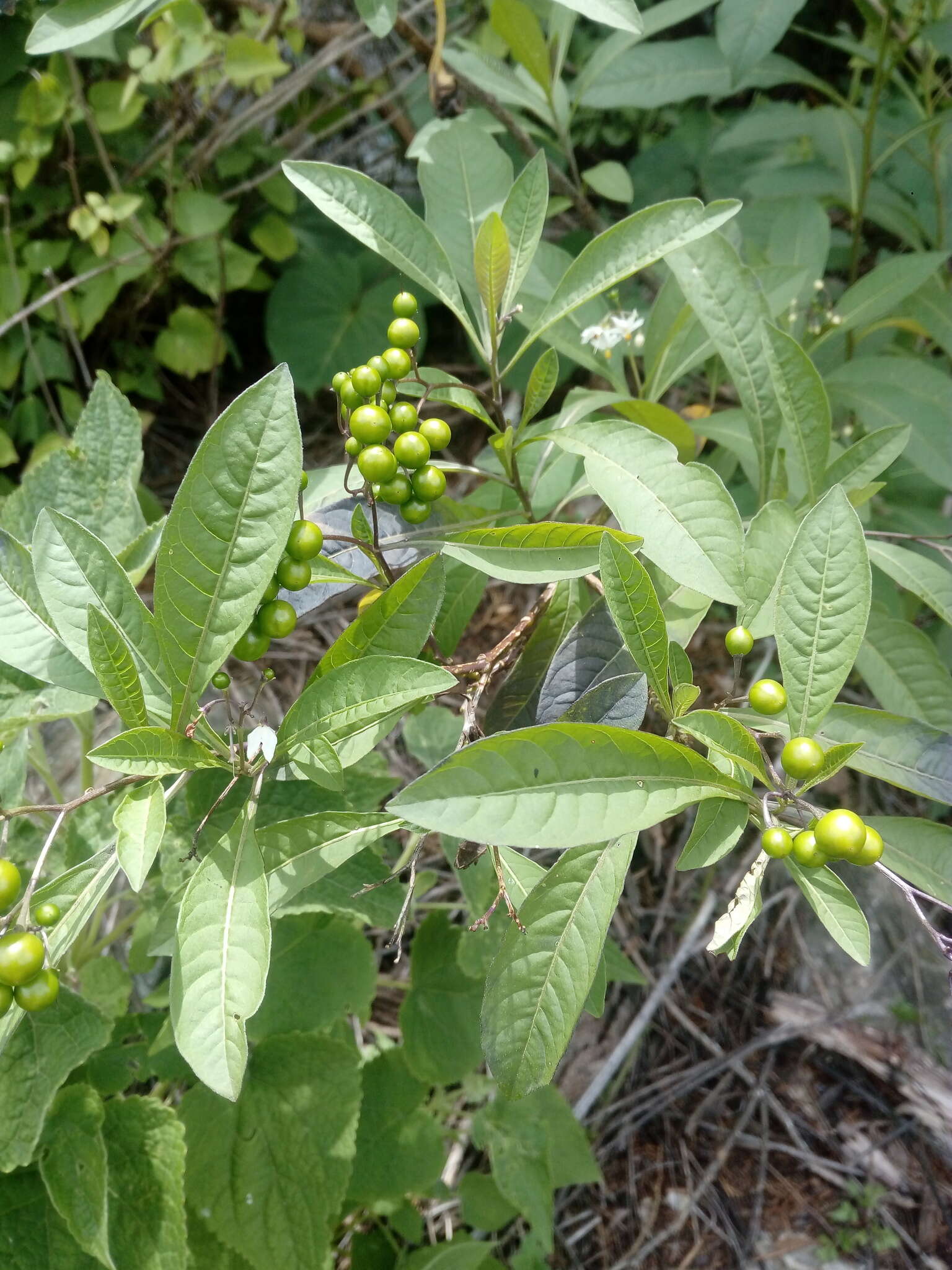 Plancia ëd Solanum aligerum Schltdl.