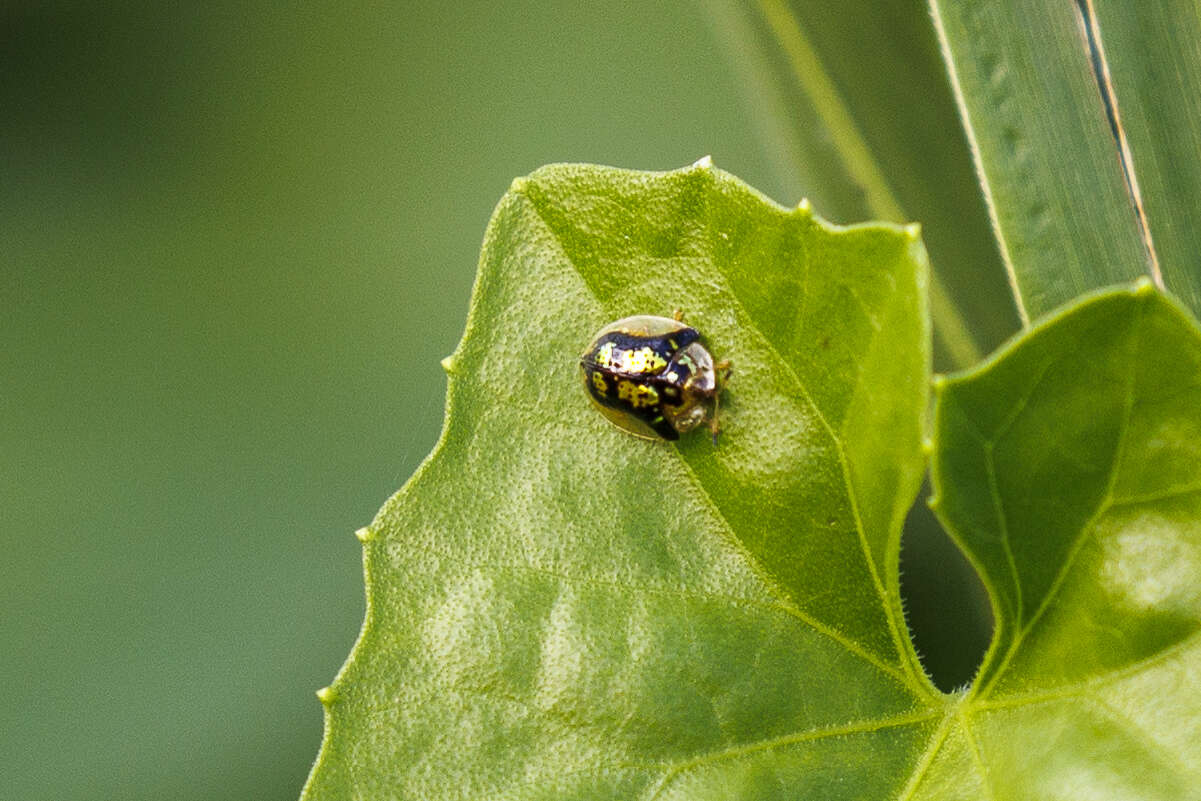 Deloyala fuliginosa (Olivier 1790)的圖片