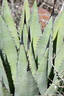 Image de Agave gracilipes Trel.