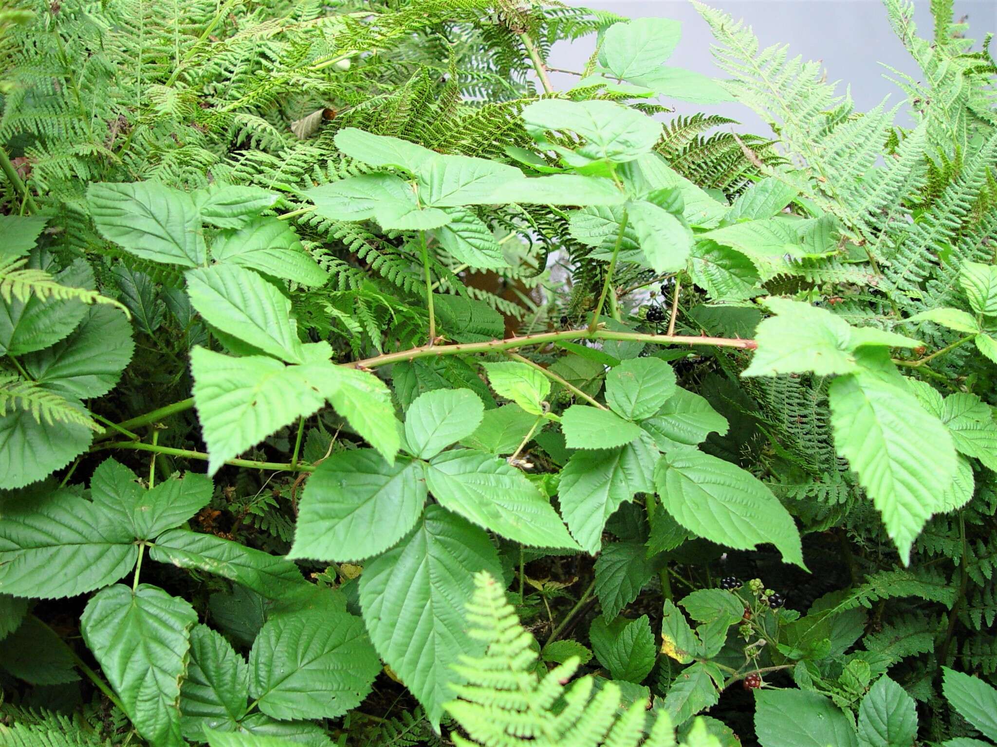 Image of Rubus scissus W. C. R. Watson