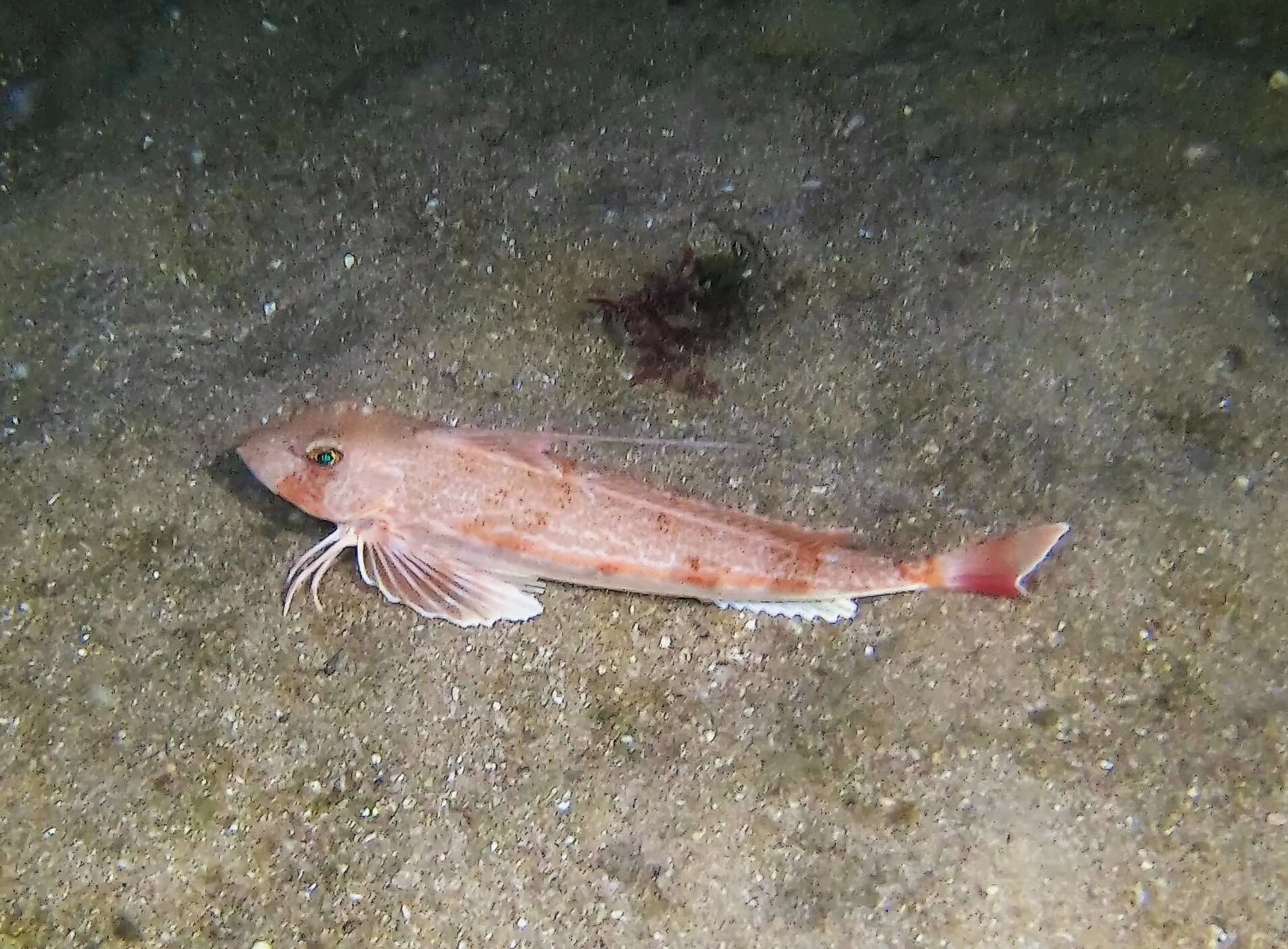 Image of Long-finned Gurnard