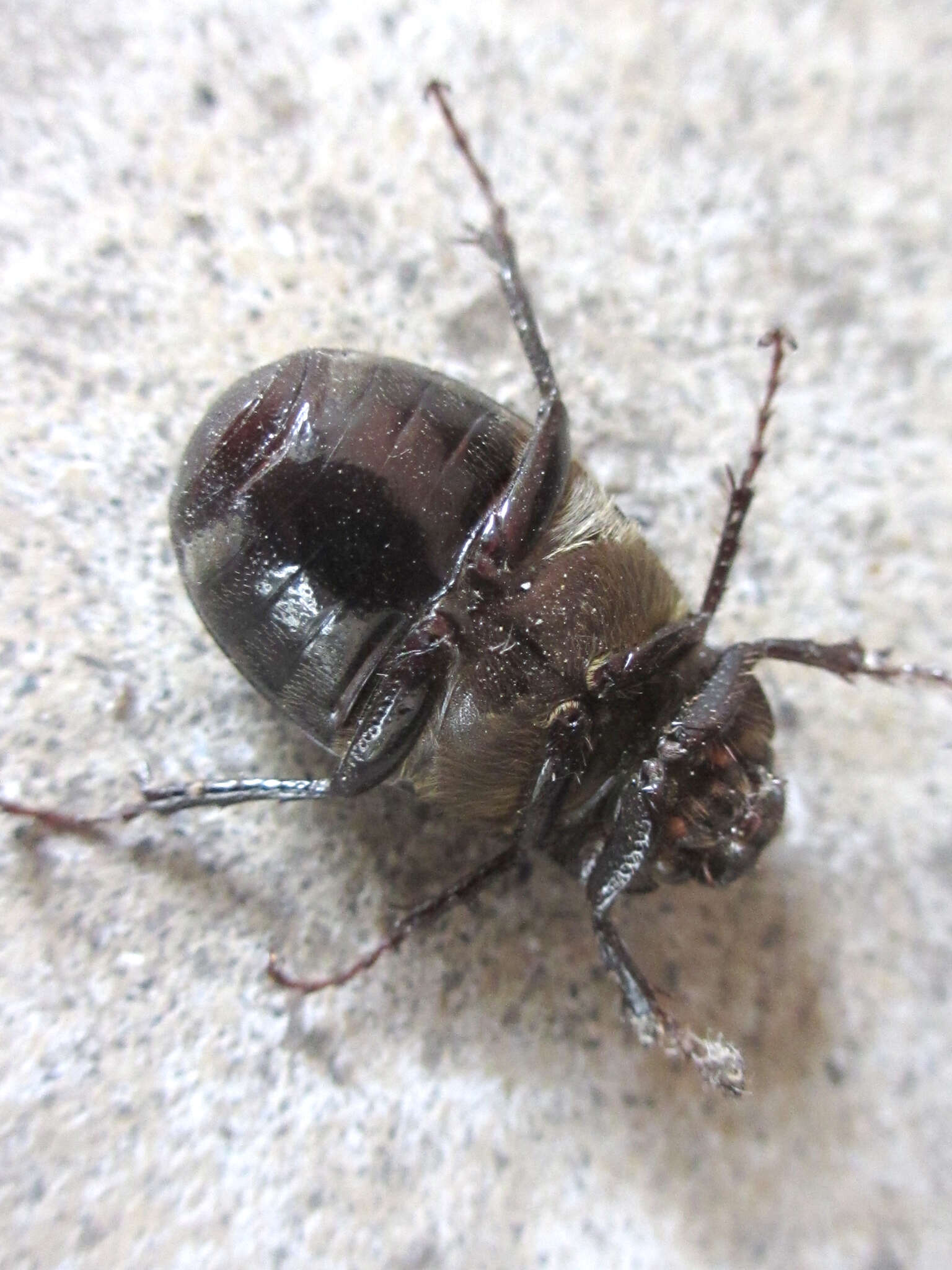 Sivun Nigrotrichia kiotonensis (Brenske 1894) kuva