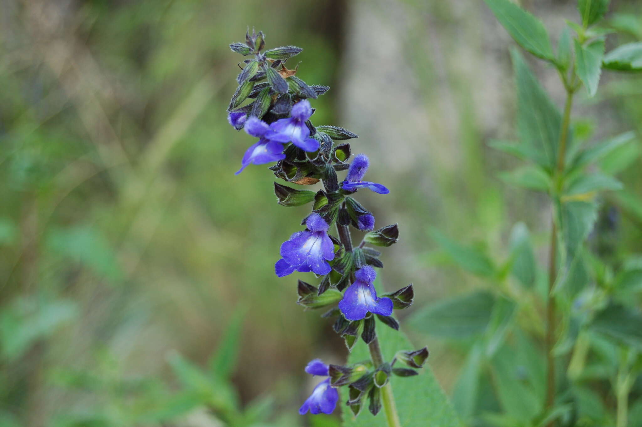 Image of Salvia stachydifolia Benth.