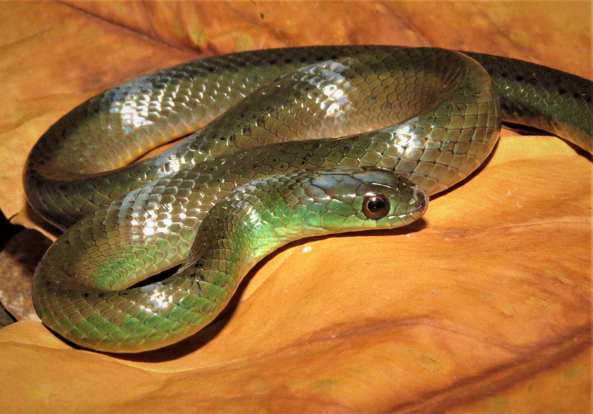 Image of Maryellen's Ground Snake