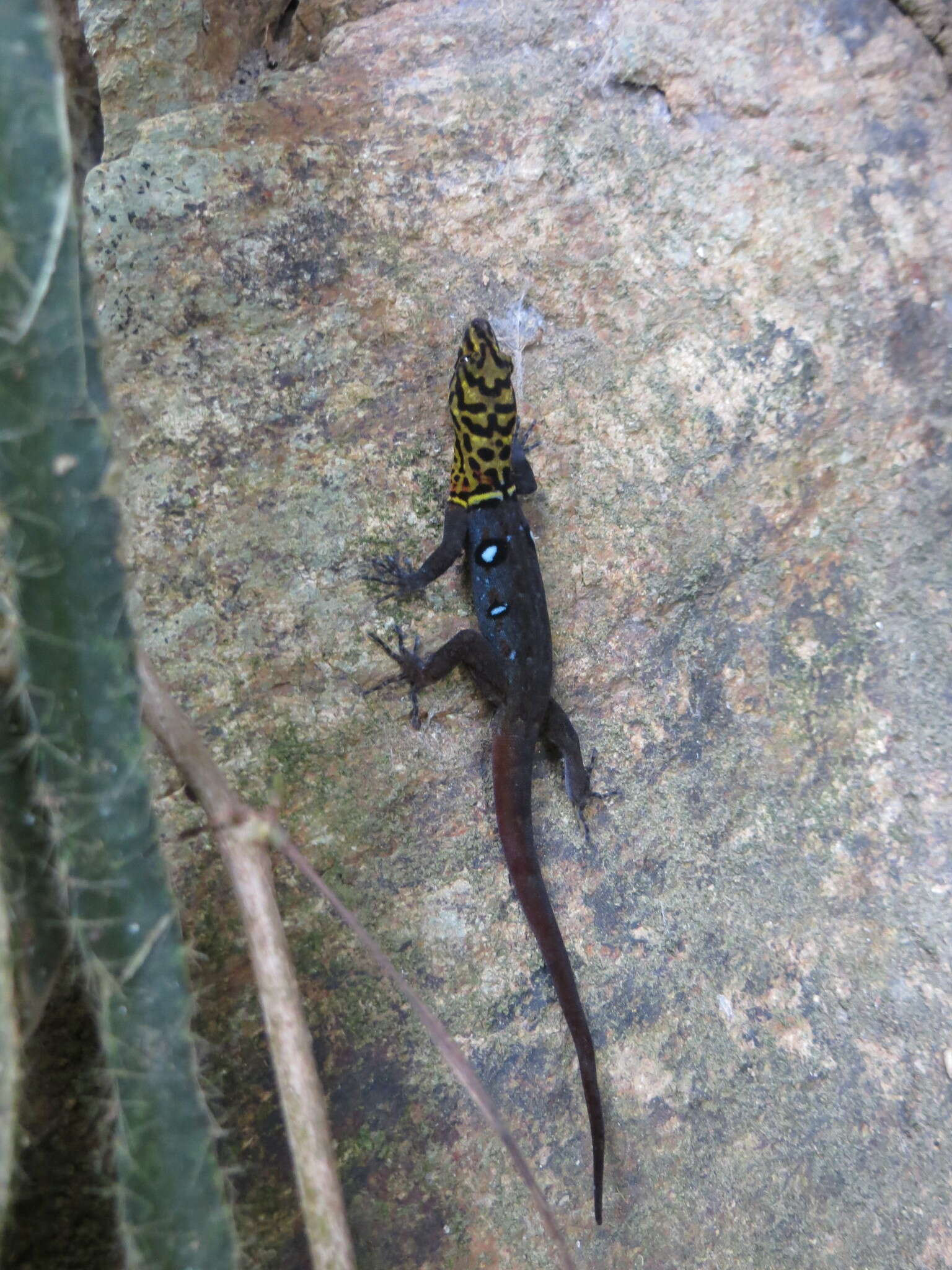 Image de Gonatodes ocellatus (Gray 1831)