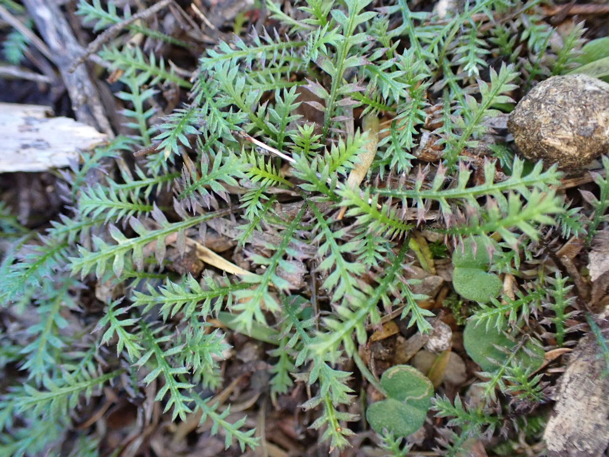 Image of Leptinella pusilla Hook. fil.