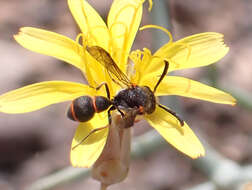 Imagem de Leptochilus eatoni gomerensis Giordani Soika 1974