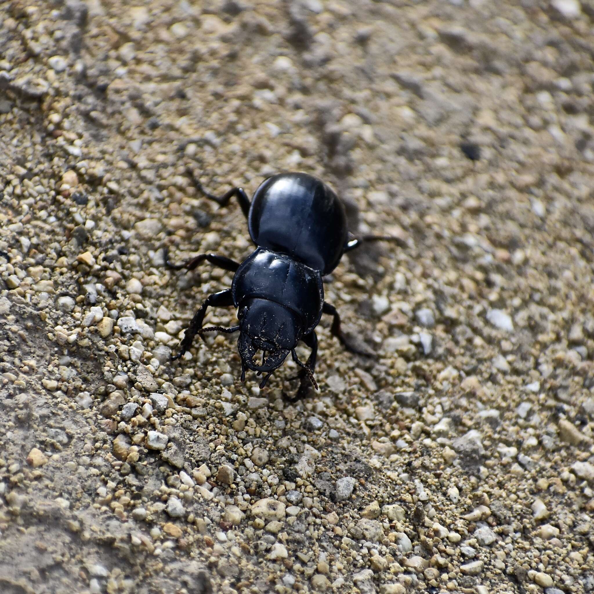 Imagem de Pasimachus (Pasimachus) californicus Chaudoir 1850