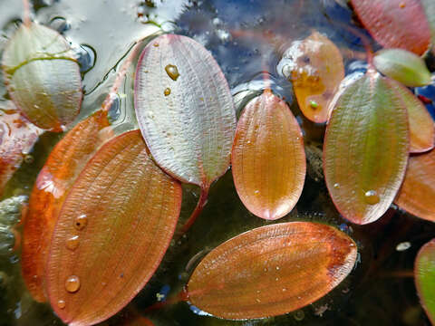 Imagem de Potamogeton cheesemanii A. Benn.