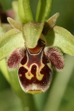 Image of Ophrys umbilicata Desf.