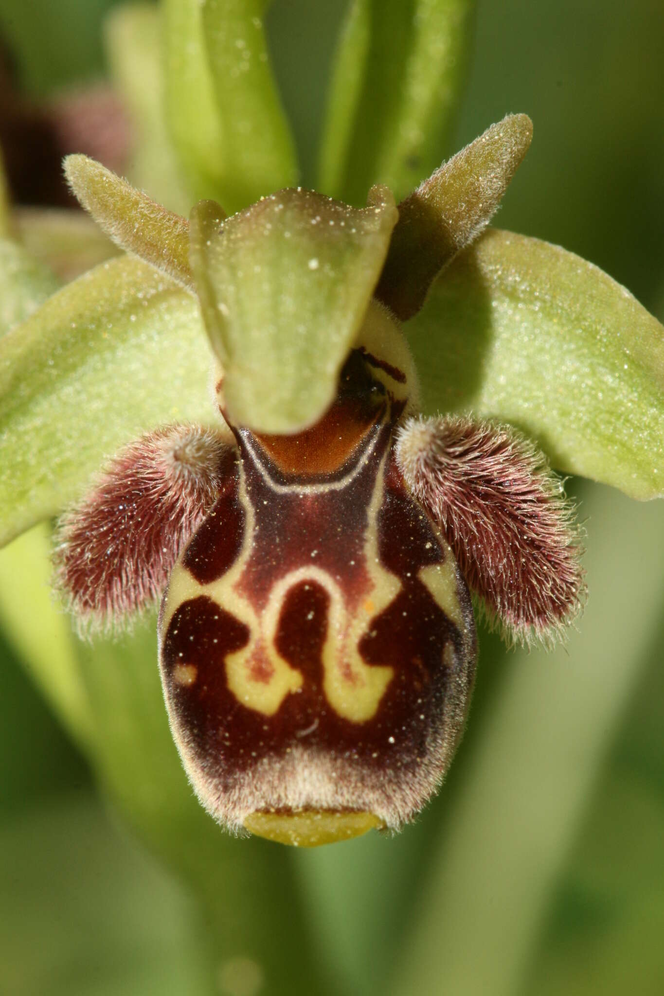 Image of Ophrys umbilicata Desf.