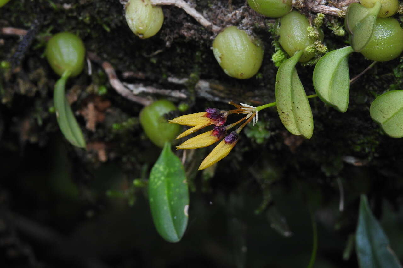 Image de Bulbophyllum retusiusculum Rchb. fil.