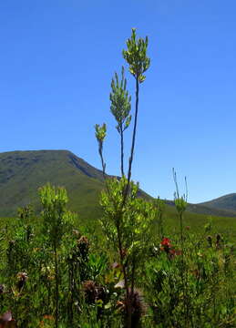 Image of Leucadendron uliginosum subsp. glabratum I. J. M Williams