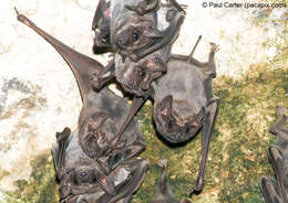 Image de Black-bearded Tomb Bat