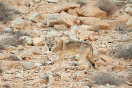 Image of Arabian wolf