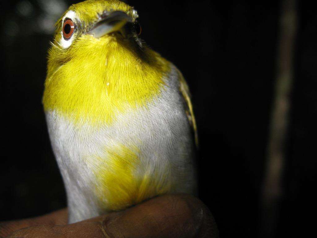 Image of Hume's White-eye