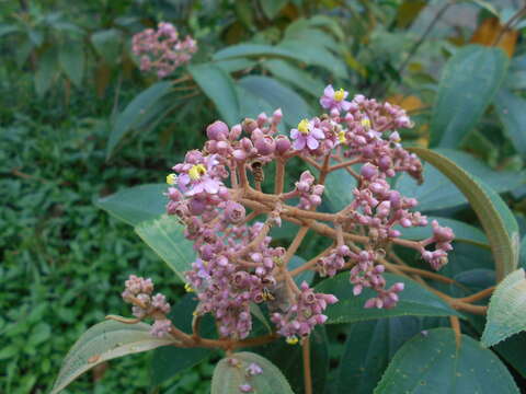 Plancia ëd Conostegia xalapensis (Bonpl.) D. Don